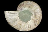 Agatized Ammonite Fossil (Half) - Madagascar #103097-1